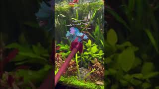 Betta Fish Mood