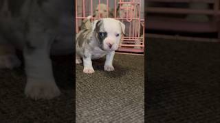 Blue tri Merle pocket bully