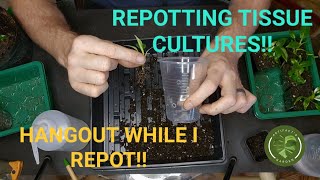 Repotting my Tissue Cultures into larger pots