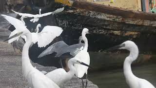 Little Egret breeding plumage, Colaba, India Sept 2024