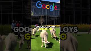 Google's Goats: Unconventional Business Solutions