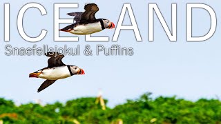 The coolest birds in ICELAND | Snaefellsjokul And Puffins