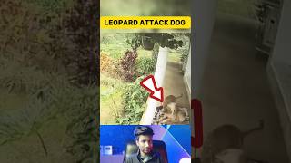 Leopard Attacks on security dog(part-2)