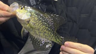 Slaying Crappie & Panfish With My Garmin Livescope & Cody with Team IceHole