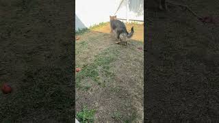 Charlie plays fetch #shorts #germanshepherdpuppy ￼#viraldogsvideos #cutedogs #1kviews #subscribe