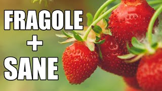 Coltivare le fragole con il bagnetto radicale