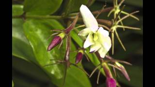 Jasmine Flower Macro