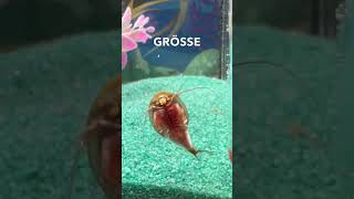 #triops müssen umziehen