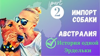 Импорт собаки в Австралию. ЧАСТЬ 2. История одной Эрдельки.