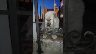 Собака бывает собачей - только от жизни кусачей 🐶 #собака #собаки #dog