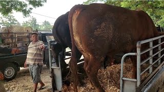 15.500‼️JANTAN SIAPAN QURBAN & JUMBOAN | Pasar Sapi Kerek Kab.Tuban Jatim