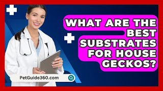 What Are the Best Substrates for House Geckos? - PetGuide360.com