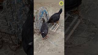 🙀ঘুঘুর ফাঁদ দিয়ে মুরগি ধরলাম/ bird trap/#birdtrap #birds #shorts