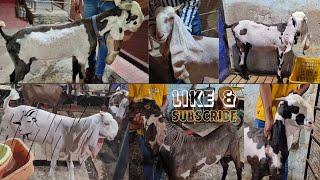 HYDERABADI GOATS🐐AVAILABLE👉MISRI