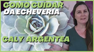 🟢 SUCULENTAS: Dicas e Cuidados com a ECHEVERIA CALY ARGENTEA | Suculenta branquinha