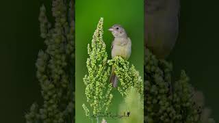 Baya Weaver - Female  #birds #naturephotography #youtubeshortsvideo #outdoorphotography #indianbirds