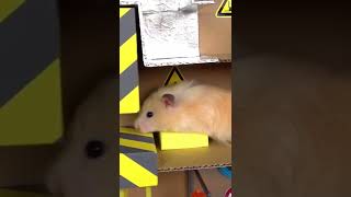 Hamster obstacle course #shorts