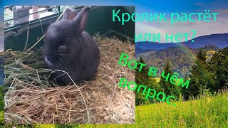 Кролик выжил. Чудо природы растет.