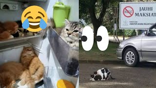 ini adalah kucing lucu,,,,,,, viral