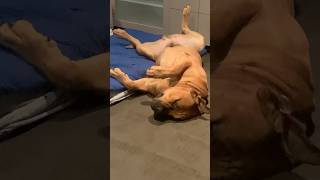 Boerboel Male vs Female. Sleeping Etiquette #boerboel #funny #shortsfeed