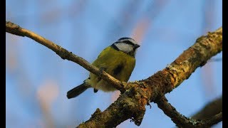 Herrerillo común (Cyanistes caeruleus) comiendo.