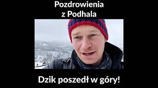 Dzik w górach vlog