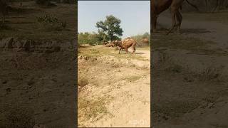 Funny camels#تاريخ_الجمال #viralvideo #animals