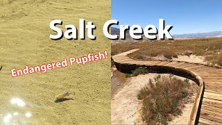 Hiking Salt Creek to see Endangered Pupfish!