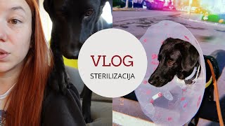 STERILIZACIJA PSA - iskustvo