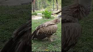 eagle Zoo Park #sm6tv shorts