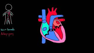 Flow through the heart _ Circulatory system physiology