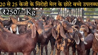 #sastibakri।। Shree goat farm Ajmer। सिरोही के बच्चे बकरे उपलब्ध । Sirohi male kids for sale