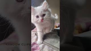 CUTE CATS 😸😻 CAT LOVES EXPRESSION 😁😱 #shorts #cat