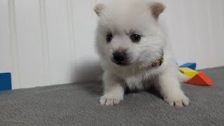 Pomsky Puppy Bert