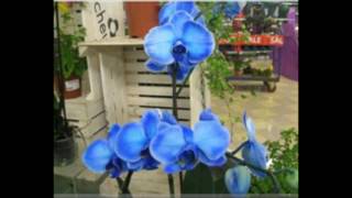 Blue Phalaenopsis Orchid