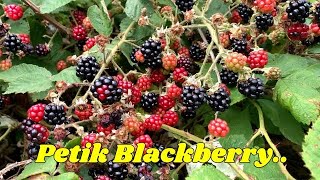 BLACKBERRY PICKING  | WILD BLACKBERRY  | 2021