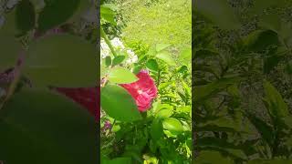 আমা‌দের এক‌টি গা‌ছের গোলাপ ও ক‌লি~