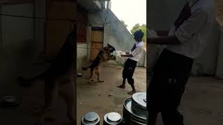 #germanshepherd #aggressive #viral#shortsvideo