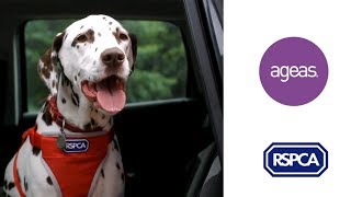 Buckle Up Pup - Ageas and RSPCA Collaboration