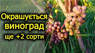 Окрашуються ще +2 сорти винограду. Обробка та підживлення винограду в кінці липня. Виноград 2023