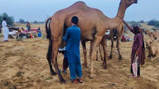 Camle people living in desert and their morning routine| women village life pakistan in hot summers