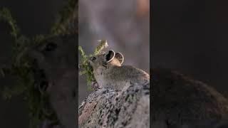 Pika pequeno urso  que vive nas montanhas.  #cute  #animals   #catcute