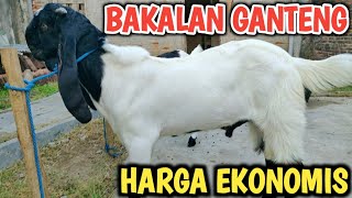 BAKALAN GANTENG BAWA PRESTASI‼️ HARGA EKONOMIS