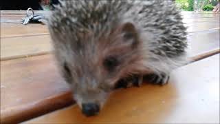 Cute Hedgehog walking on the table / Kirpi Masada geziniyor