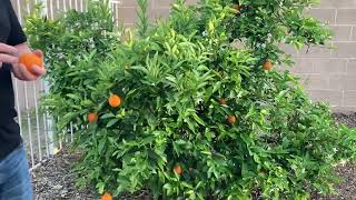 Arizona Citrus Trees