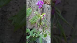 Die seltene Frühlings-Platterbse (Lathyrus vernus) in ihrer schönen Pracht.