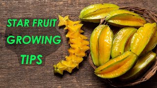 Star Fruit Growing TIps