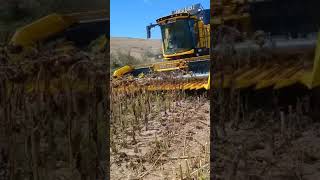 Amasya Ayçiçek Biçimi #farming #combine #combines #agriculture #farm #harvest