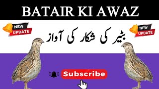 Bater ki awaz 2023||Batair ki awaaz||@Bilalbirdsfarming