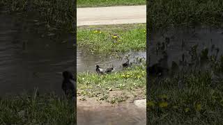 BIRDS TAKING BATH